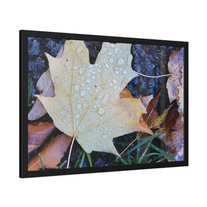 Water Drops on a Maple Leaf Framed Paper Posters - Prints & Visual Artwork