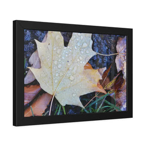 Water Drops on a Maple Leaf Framed Paper Posters - Prints & Visual Artwork