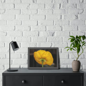 Yellow Poppy Flower – Framed Paper Poster - Dipaliz - Posters Prints & Visual Artwork