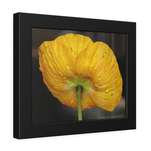 Yellow Poppy Flower – Framed Paper Poster - Dipaliz - Posters Prints & Visual Artwork