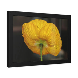 Yellow Poppy Flower – Framed Paper Poster - Dipaliz - Posters Prints & Visual Artwork