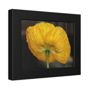 Yellow Poppy Flower – Framed Paper Poster - Dipaliz - Posters Prints & Visual Artwork
