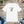 Soft Jersey Short Sleeve - Lizard Life Tee - Dipaliz - T-shirts