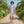 Pastel Hawaiian Camp Shirt - Lavender Stripe Beach - Dipaliz - Shirts - s