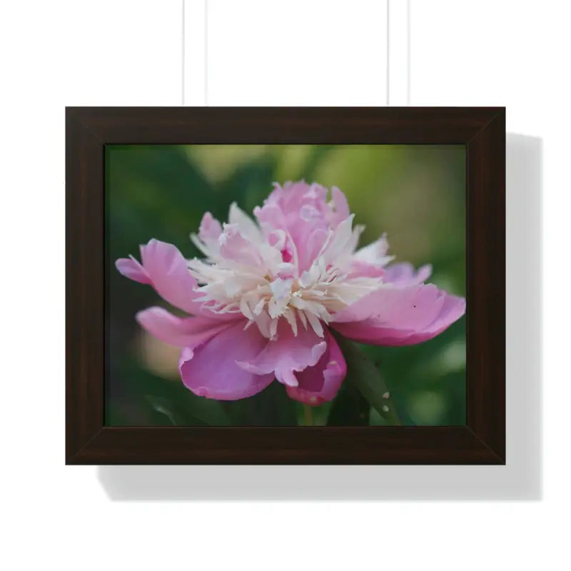 Captivating Pink Ranunculus Flower Close-up Wall Art - 14″ × 11″ / Walnut Poster