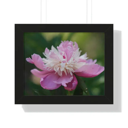 Captivating Pink Ranunculus Flower Close-up Wall Art - 14″ × 11″ / Black Poster