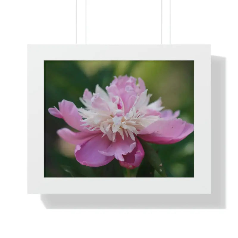 Captivating Pink Ranunculus Flower Close-up Wall Art - 14″ × 11″ / White Poster