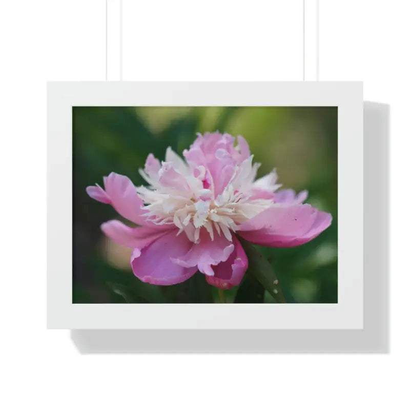 Captivating Pink Ranunculus Flower Close-up Wall Art - 16″ × 12″ / White Poster