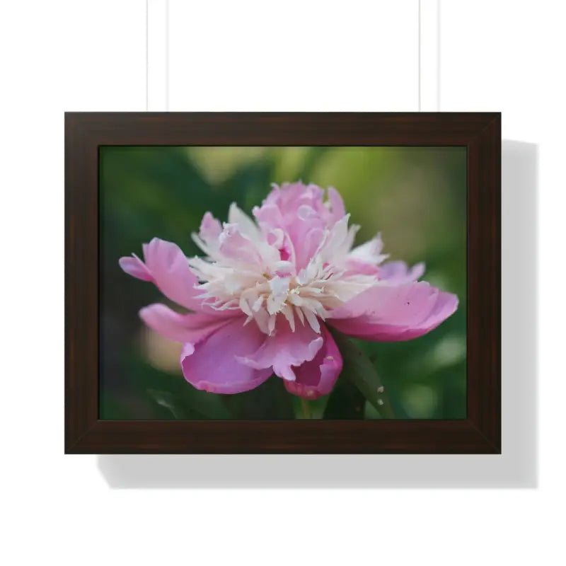 Captivating Pink Ranunculus Flower Close-up Wall Art - 16″ × 12″ / Walnut Poster