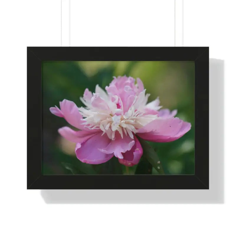 Captivating Pink Ranunculus Flower Close-up Wall Art - 16″ × 12″ / Black Poster