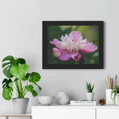 Captivating Pink Ranunculus Flower Close-up Wall Art - Poster