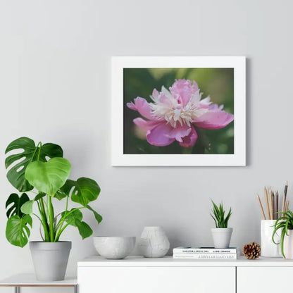 Captivating Pink Ranunculus Flower Close-up Wall Art - Poster