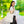 Minimalistic Leaf Adjustable Tote Bag - Everyday Style - Dipaliz - Bags