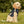 Celestial Stars Dog Hoodie - Stellar Pups - Dipaliz - Pet Hoodies