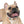 Colorful Paw Print Dog Collar - Waterproof Tpu - Dipaliz - Standard Collars