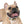 Colorful Paw Print Dog Collar - Waterproof Tpu - Dipaliz - Standard Collars