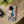 Peacock Flexi Cases - Stylish Clear Tpu Protection - Dipaliz - Mobile Phone