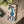 Peacock Flexi Cases - Stylish Clear Tpu Protection - Dipaliz - Mobile Phone