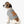 Retro Graphic Dog Shirt - Combed Ringspun Cotton - Dipaliz - Pet Shirts