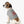 Soft Pet Tank - Loved Heart Print Rib Knit - Dipaliz - Shirts