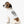 Soft Stretchy Eating Funny Dog Cat Meal Time Tee - Dipaliz - Pet Shirts