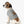 Soft Pet Tank Top Prize Burger Dog Graphic - Dipaliz - Shirts