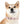 Waterproof Pink Floral Dog Collar - Poinsettia Tpu - Dipaliz - Standard Collars