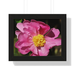 Pink Flower Gallery Canvas Wraps - Framed Horizontal Poster - Dipaliz - 14″ x 11″ / Black - Posters Prints & Visual