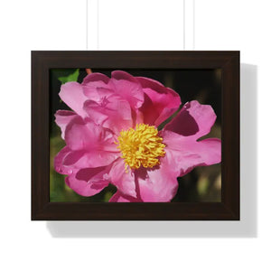 Pink Flower Gallery Canvas Wraps - Framed Horizontal Poster - Dipaliz - 14″ x 11″ / Walnut - Posters Prints & Visual
