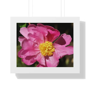 Pink Flower Gallery Canvas Wraps - Framed Horizontal Poster - Dipaliz - 14″ x 11″ / White - Posters Prints & Visual
