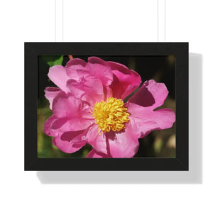 Pink Flower Gallery Canvas Wraps - Framed Horizontal Poster - Dipaliz - 16″ x 12″ / Black - Posters Prints & Visual