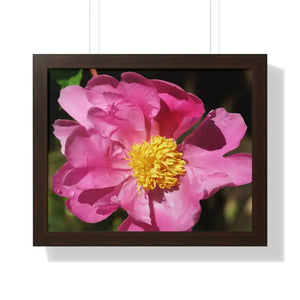 Pink Flower Gallery Canvas Wraps - Framed Horizontal Poster - Dipaliz - 20’’ x 16’’ / Walnut - Posters Prints & Visual
