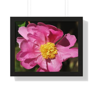 Pink Flower Gallery Canvas Wraps - Framed Horizontal Poster - Dipaliz - 20’’ x 16’’ / Black - Posters Prints & Visual