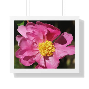 Pink Flower Gallery Canvas Wraps - Framed Horizontal Poster - Dipaliz - 20’’ x 16’’ / White - Posters Prints & Visual