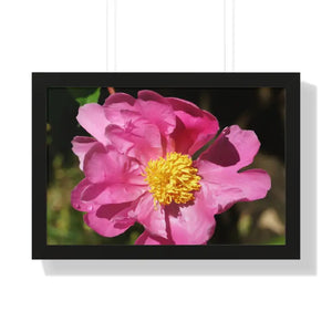 Pink Flower Gallery Canvas Wraps - Framed Horizontal Poster - Dipaliz - 24″ x 16″ / Black - Posters Prints & Visual