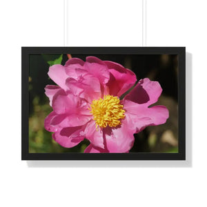 Pink Flower Gallery Canvas Wraps - Framed Horizontal Poster - Dipaliz - 30’’ x 20’’ / Black - Posters Prints & Visual