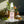 Revitalizing Hydrating Toner - Acne Prone Skin - Dipaliz - Toners