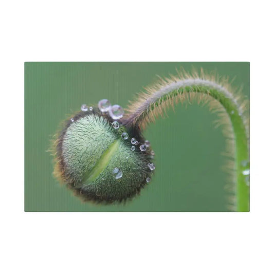 Poppy Bud Canvas: Nature’s Bliss in Renewable Forests - 18″ x 12″ (horizontal) / 0.75’’ Canvas