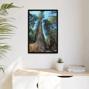 Redwood Forest Matte Canvas Art with Black Frame - Dipaliz - Posters Prints & Visual Artwork