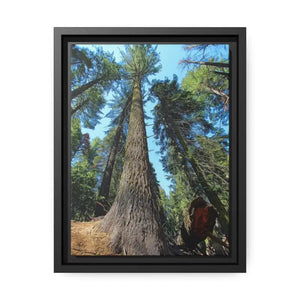 Redwood Forest Matte Canvas Art with Black Frame - Dipaliz - 9’’ x 12’’ (vertical) / 1.25’’ - Posters Prints & Visual