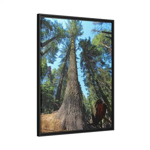 Redwood Forest Matte Canvas Art with Black Frame - Dipaliz - Posters Prints & Visual Artwork