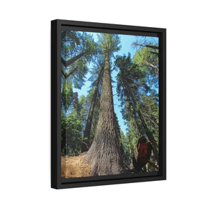 Redwood Forest Matte Canvas Art with Black Frame - Dipaliz - Posters Prints & Visual Artwork