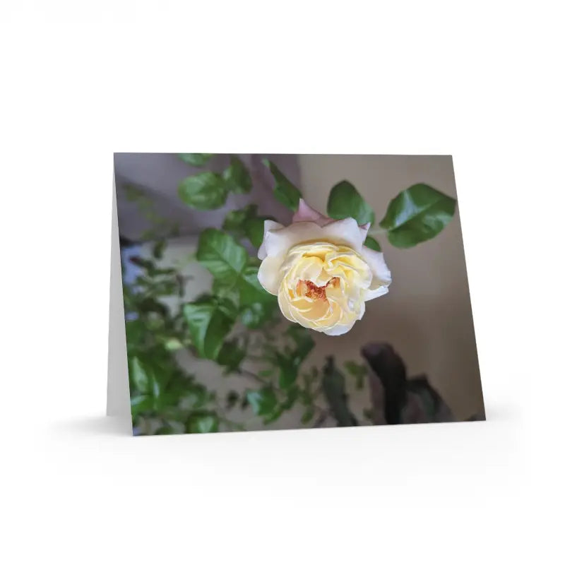 Rosey New Year Greeting Cards with Matching White Envelopes - Paper Products