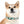 Waterproof Sea Life Dog Collar - Aqua Coral Tpu - Dipaliz - Standard Collars