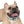 Waterproof Sea Life Dog Collar - Aqua Coral Tpu - Dipaliz - Standard Collars