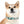 Waterproof Sea Life Dog Collar - Aqua Coral Tpu - Dipaliz - Standard Collars