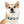 Waterproof Sea Life Dog Collar - Aqua Coral Tpu - Dipaliz - Standard Collars