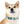 Waterproof Sea Life Dog Collar - Aqua Coral Tpu - Dipaliz - Standard Collars