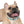 Waterproof Sea Life Dog Collar - Aqua Coral Tpu - Dipaliz - Standard Collars