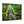 Forest Canvas Print – Semi Glossy Finish - Dipaliz - Posters Prints & Visual Artwork